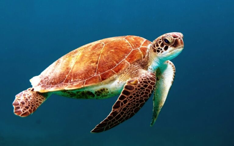 Case Study – Protecting Southeast Asia Seas