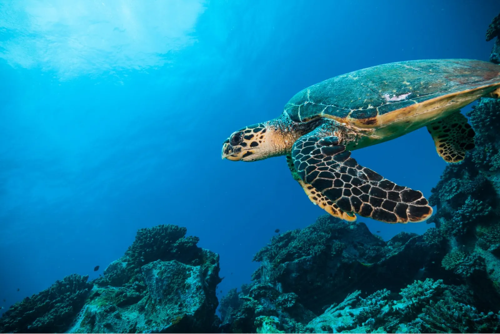 A sea turtle glides above a rocky coral reef in clear blue water, sunlight filtering through the surface and creating a calm, tranquil underwater scene.